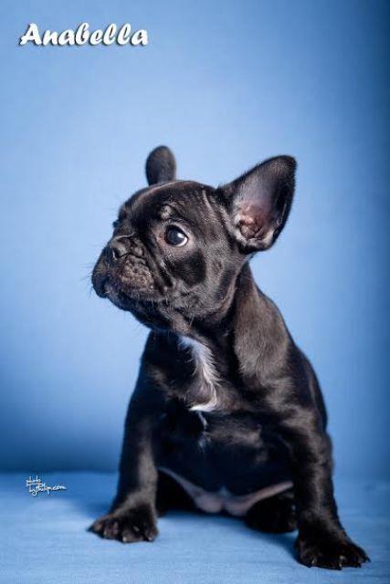 Francuski-buldog-