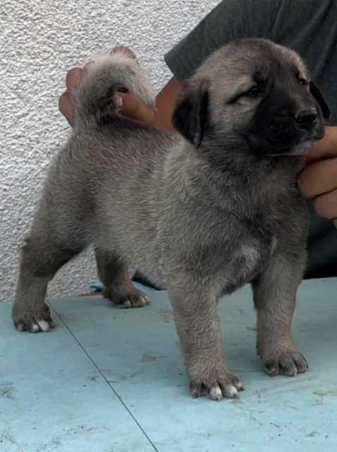 Turski-Kangal-štenci