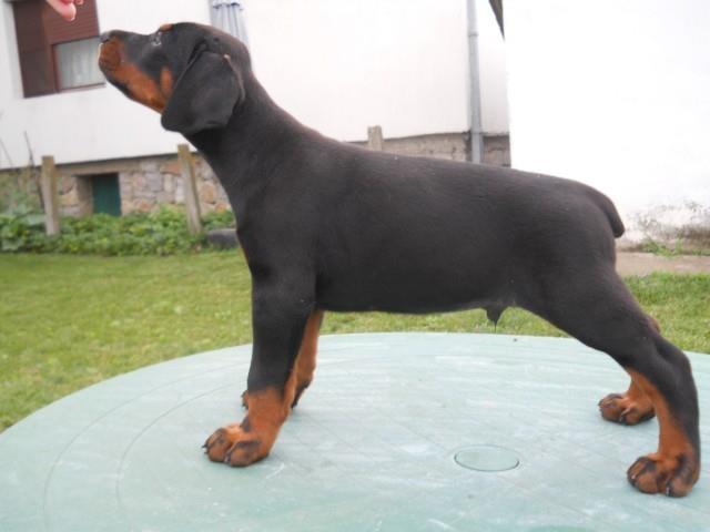Doberman-stenad