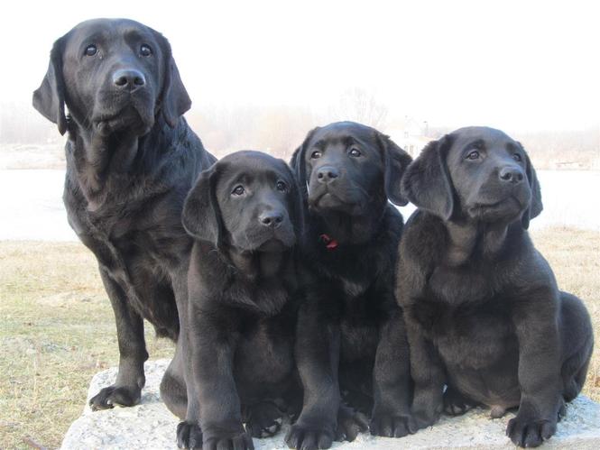 Izuzetna stenad Labrador retrivera