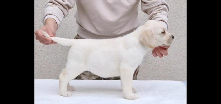 LABRADOR-stenci