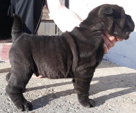 Shar-Pei-štenci-