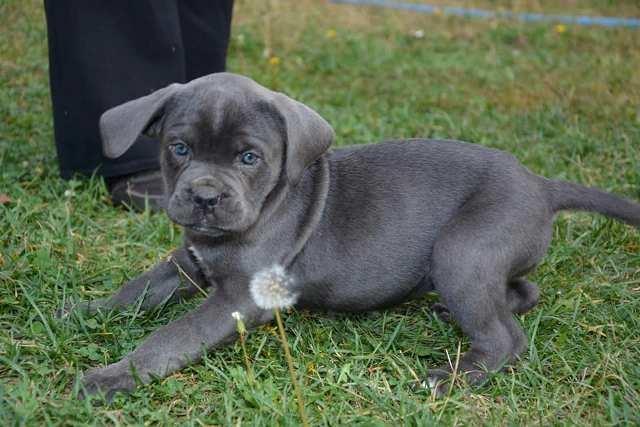 Cane-Corso--štenci