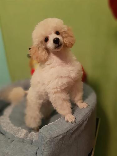 Toy Pudla