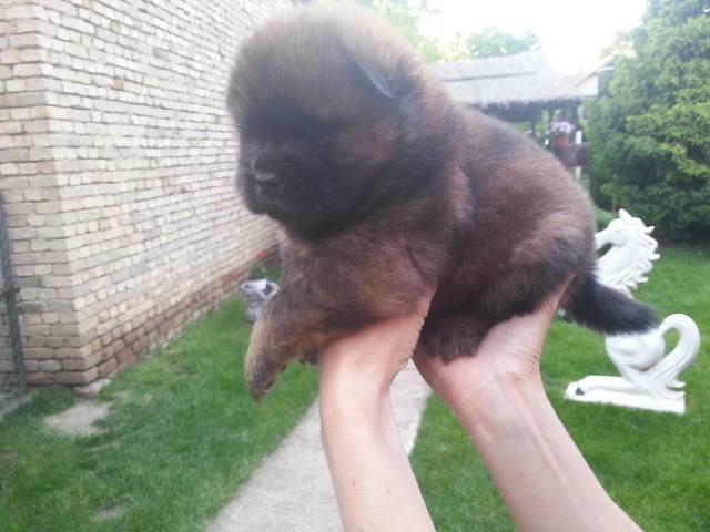 Prelepa-muska-stenad-Chow-Chow
