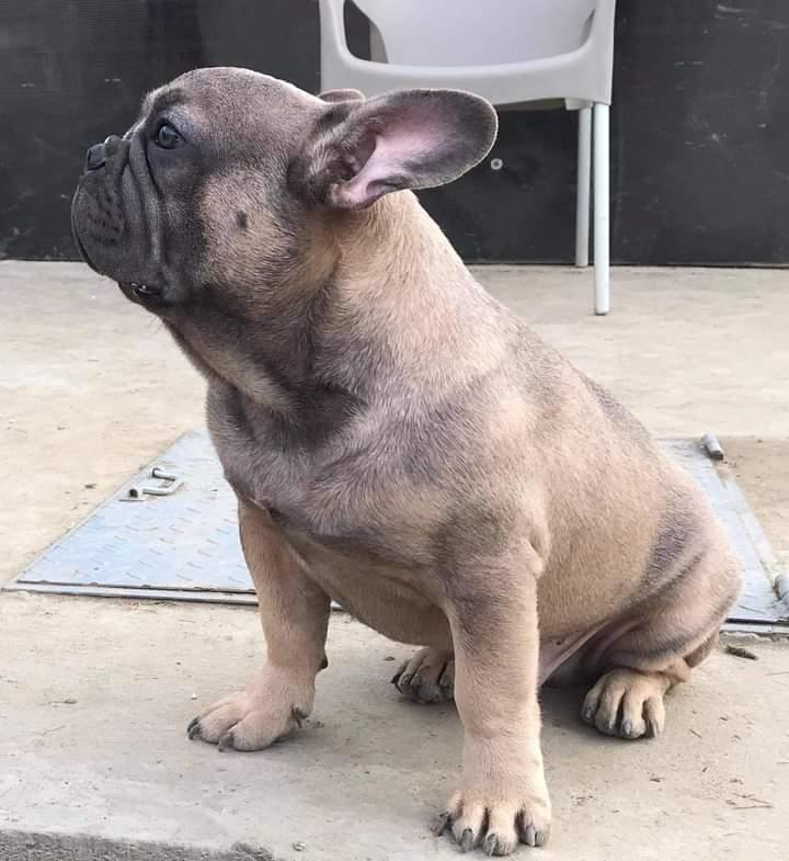 Francuski-buldog-