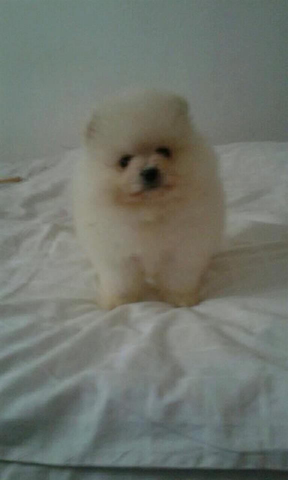 Pomeranski-špic
