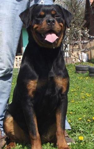 Zenka rotvajlera