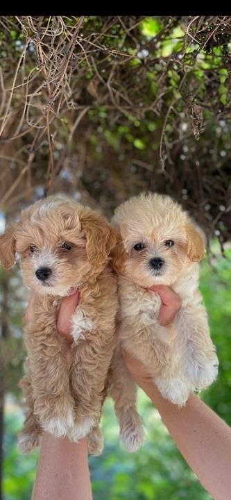 Malti-poo