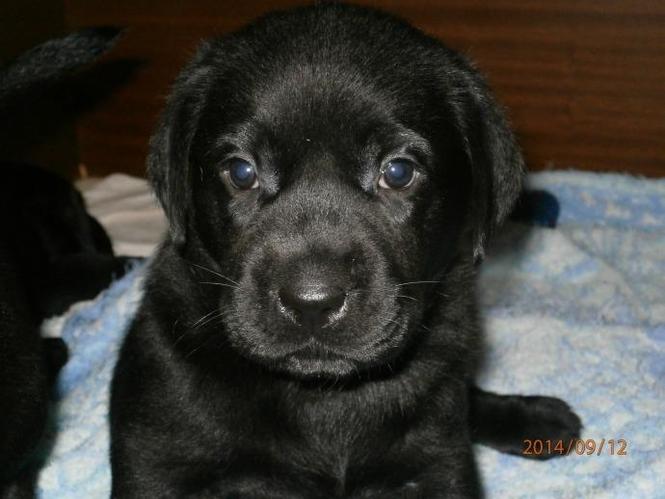 Stenci Labrador retrivera Kingdom