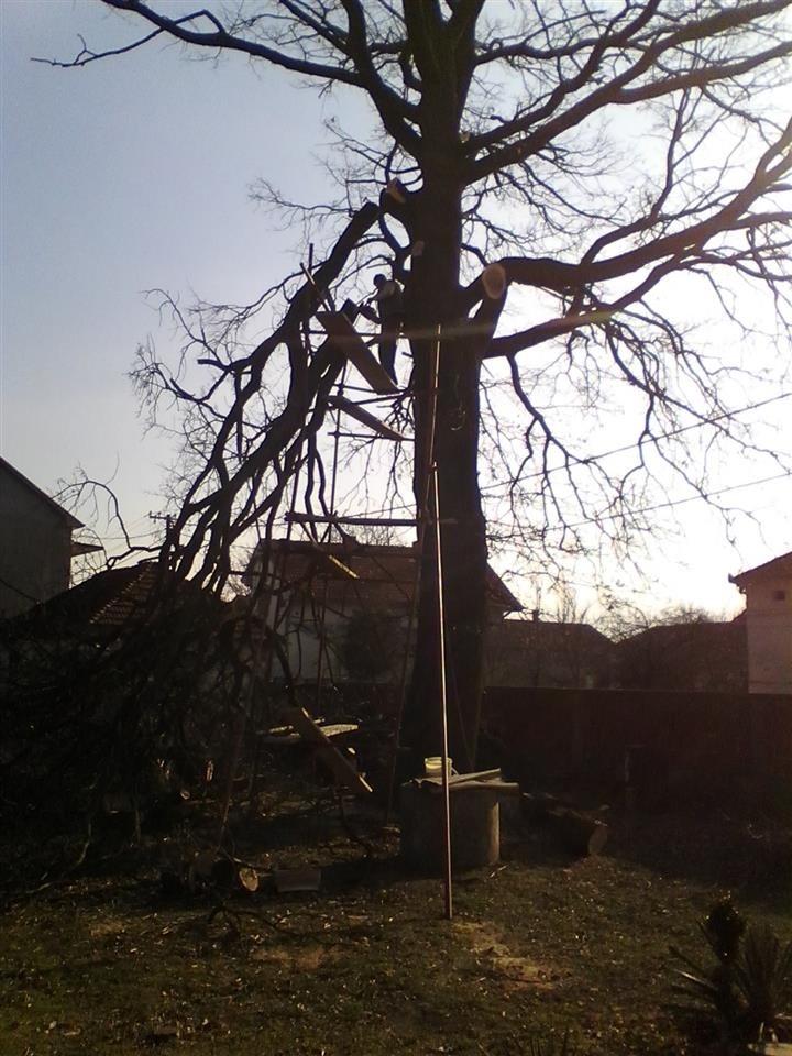 Stabla-hrast