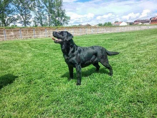 Labrador-retriver-
