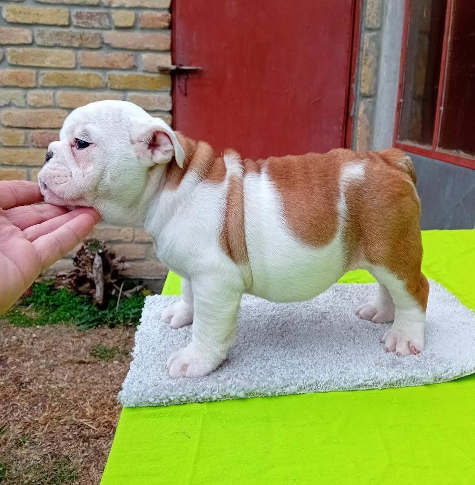 Engleski-buldog