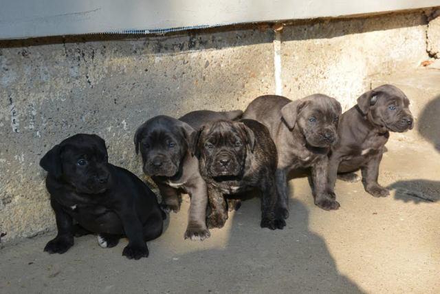 Cane-Corso-štenci-