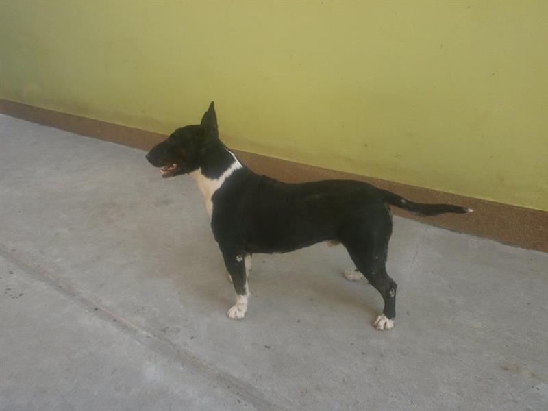 Mini-bull-terijer