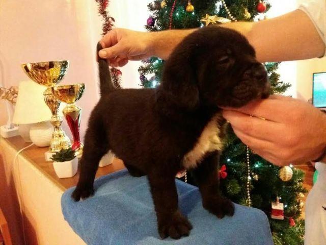 Cane-Corso-šampionskog-porekla-