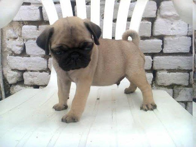 Mops-stenad-bez-boje