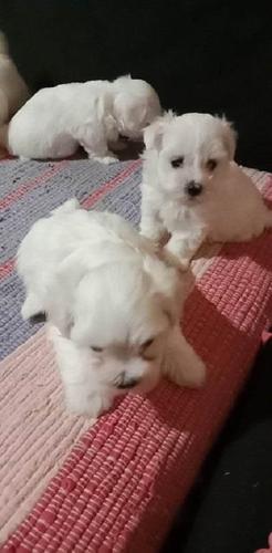 Maltezer, štenci 