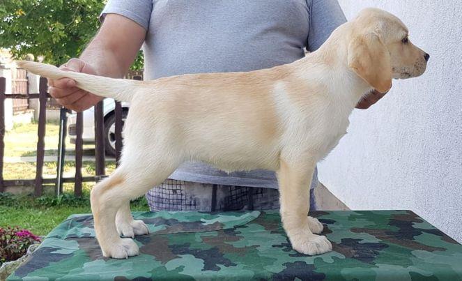 Stenci-LABRADOR-RETRIVERA