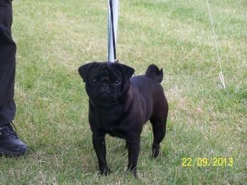 MOPS-odrasli-psi-