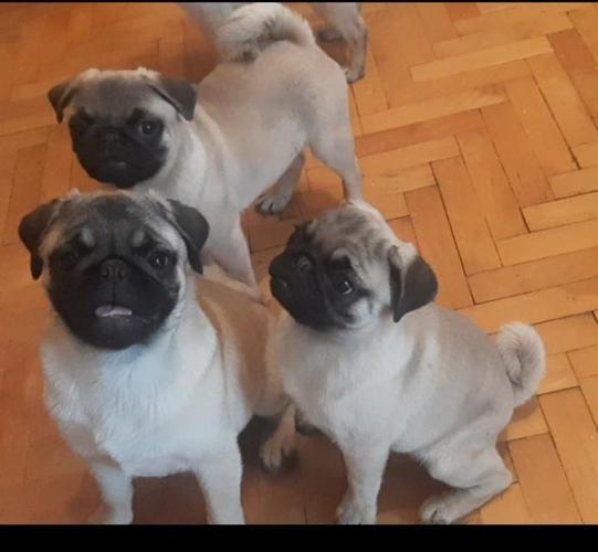 Mops