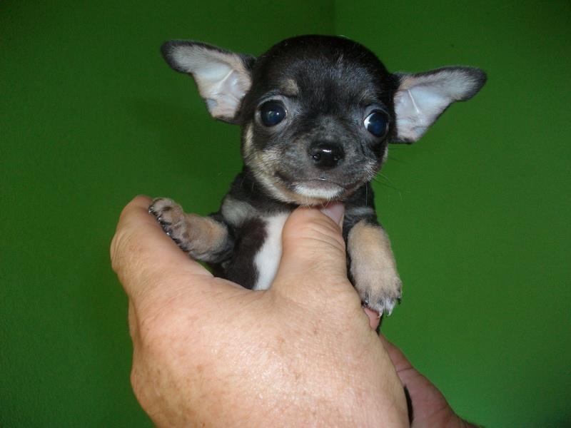 Civava-stenci