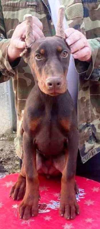 Doberman-štenci