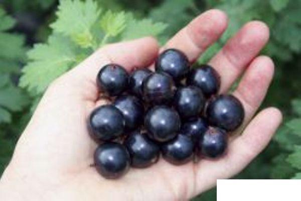 Fourberry