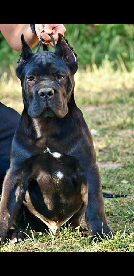 Cane-corso-štenci