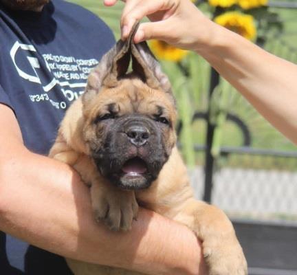Cane-Corso-štenci-