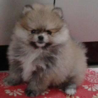 Boo pomeranski spic