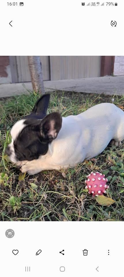 Francuski-buldog