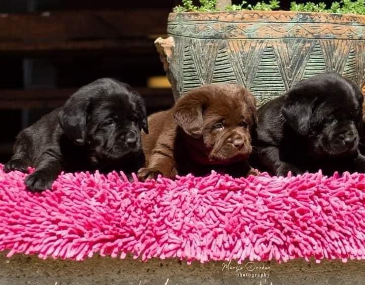 Labrador-retriver-