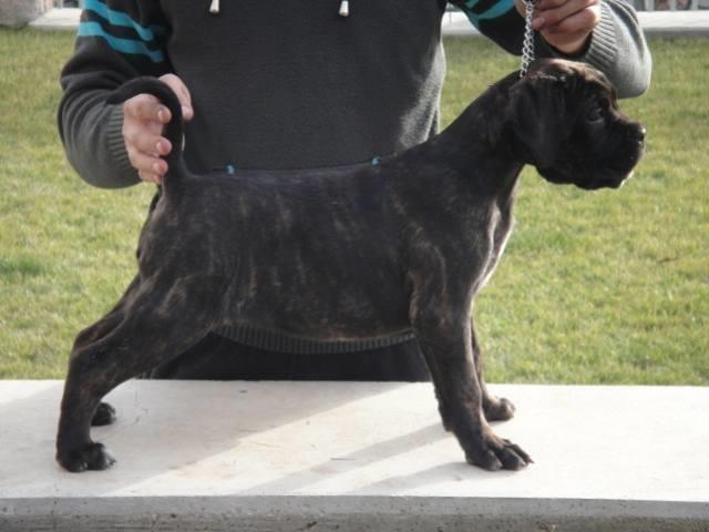 Cane Corso - vrhunski stenci