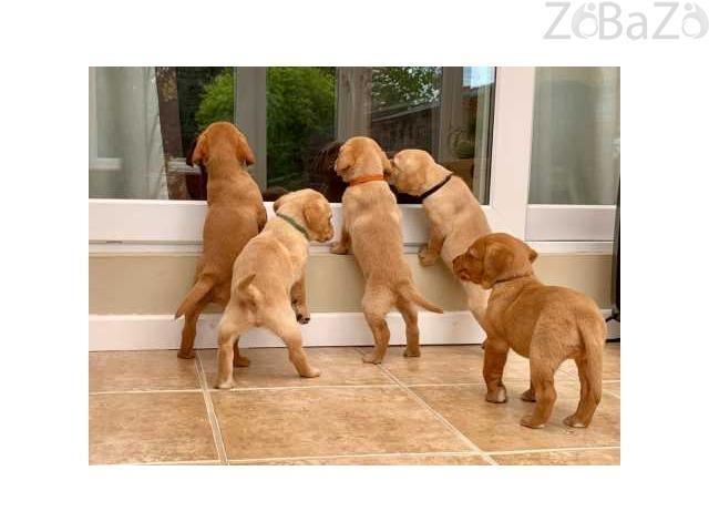 Labrador-stenci