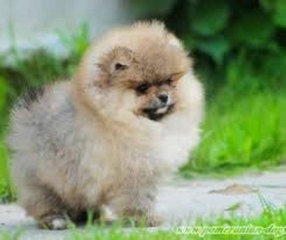 Pomeranac