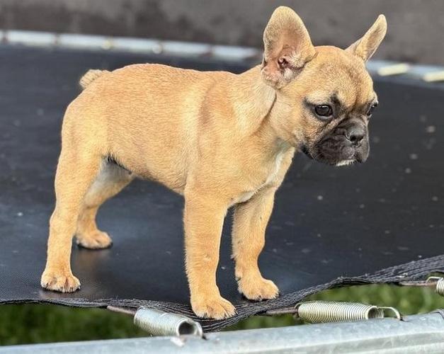 Francuski Buldog
