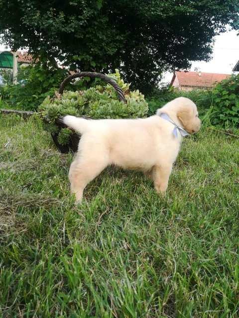 Labrador--stenci