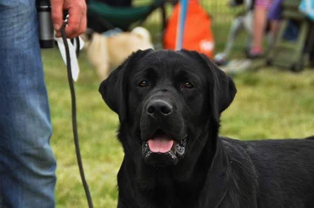Labrador-retriver-