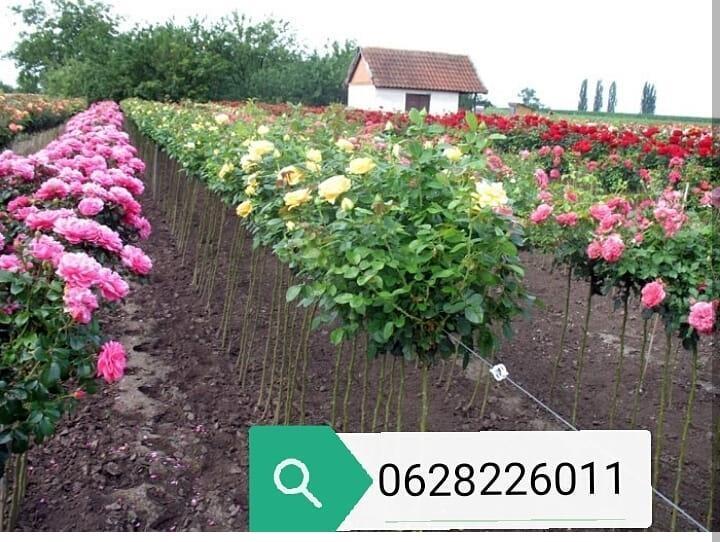 Sadnice-ruza-stablasica--mini-ruza-