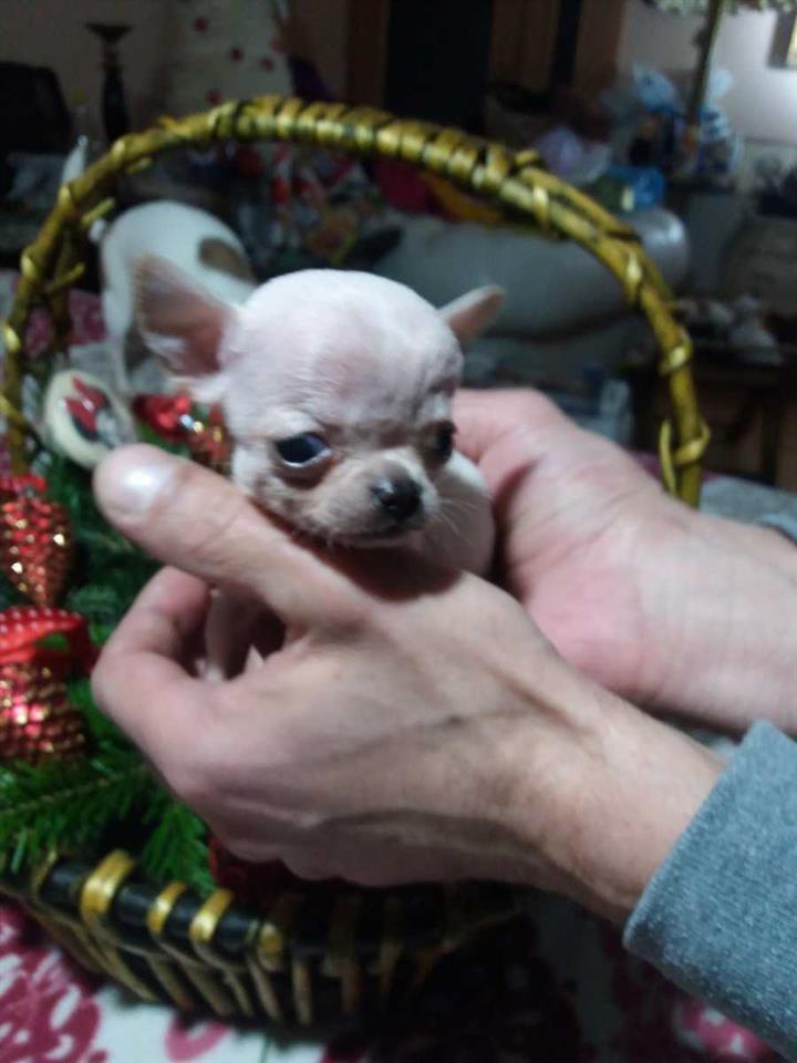 Mini-čivave--Princess-Chihuahua--