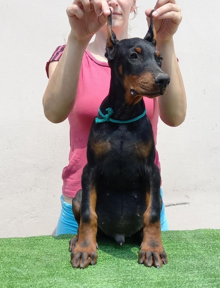 Doberman-štenci-