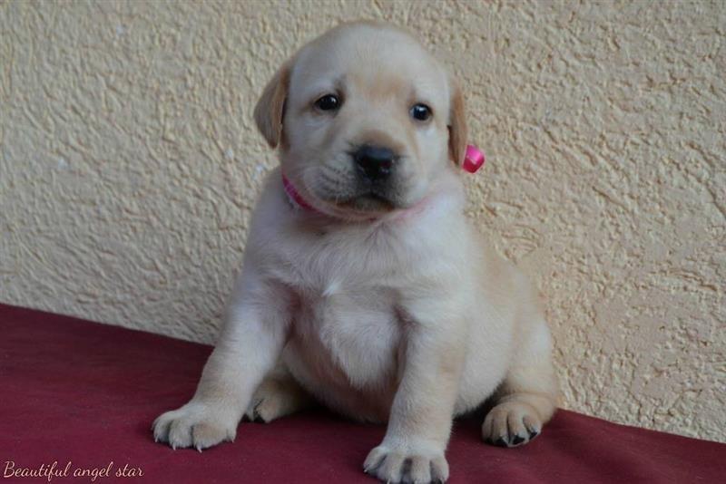 Labrador-Retriver---štenci-