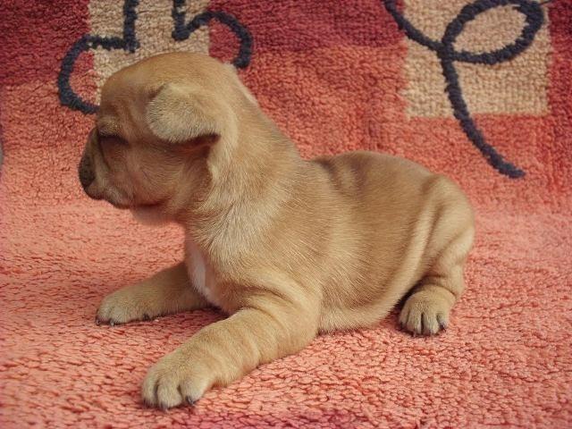 Francuski-buldog-stenad