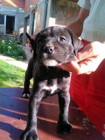 Stenci-Cane-Corso