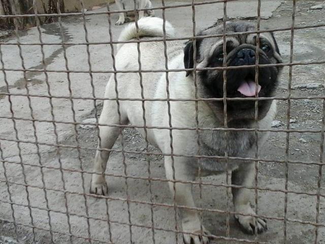 Mops-stenci