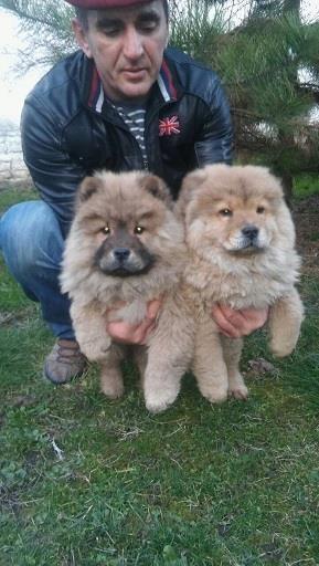 Chow-chow-cau-cau-stenad
