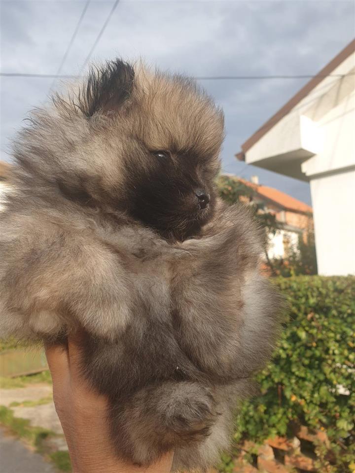 Pomeranski-Spic