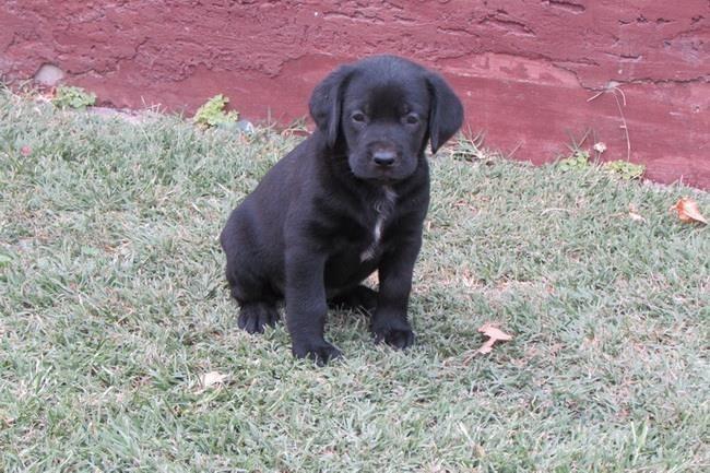 labrador-retriver-stenad