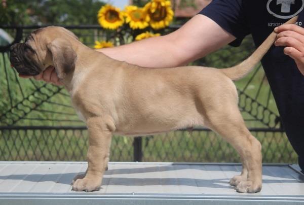 Cane Corso štenci 